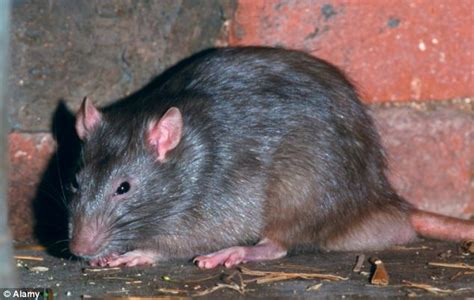 Mutant Super Rats Immune To Poison Invade British Homes Daily Mail Online