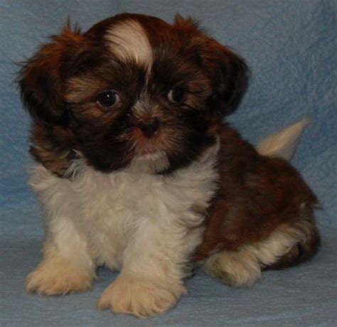 We specialize in puppy development, socialization play and skill building for puppies and humans. AKC Shih Tzu Liver & White Male - LINUS for Sale in ...
