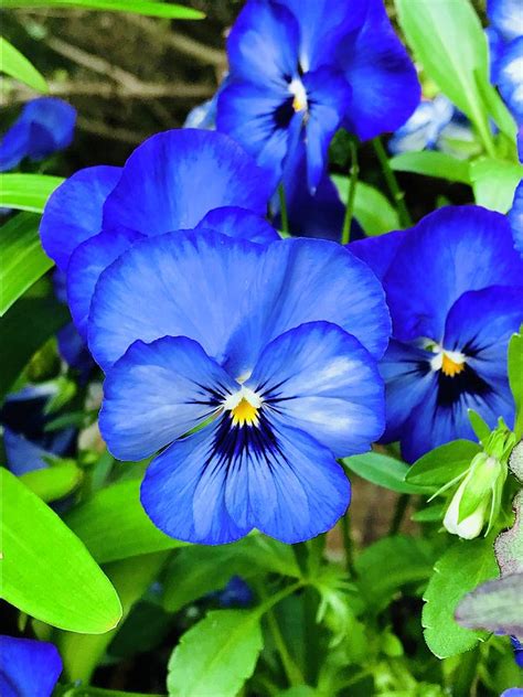A Very Blue Pansy Photograph By Alida M Haslett Fine Art America