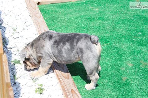 His sire (dad) is huge round head like soccer ball and akc dam (mom) is pure white and black with some merle like dots and she is also an akc registered. Blue Merle : English Bulldog puppy for sale near West Palm ...