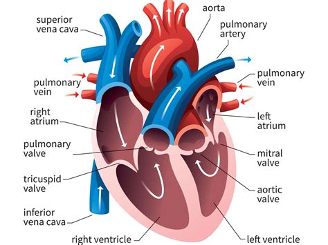 The Heart Medika Life Understanding Human Anatomy