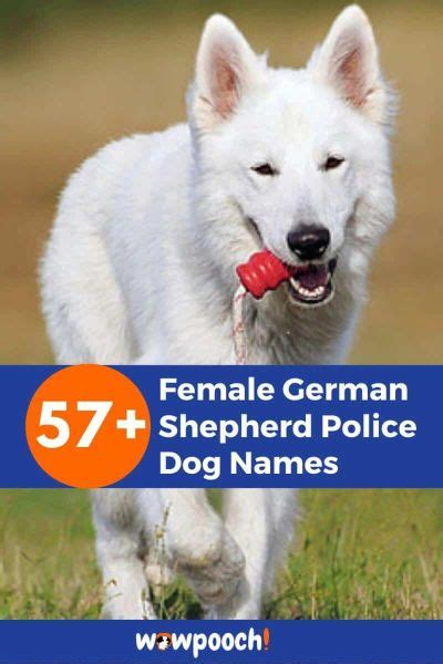 Top 57 Female German Shepherd Police Dog Names Wowpooch