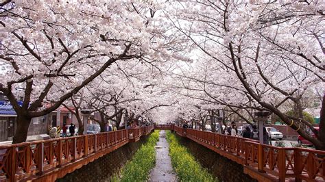 Seeing Cherry Blossoms In Korea One Spring Day In Jinhae Roamscapes