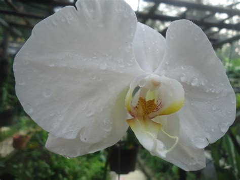 Sejuta Pesona Bunga Anggrek Bulan Putih Bersih Rumah Daun Muda