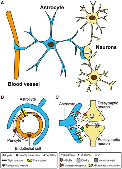 Astrocytes Have Close Morphological And Functional Associations With