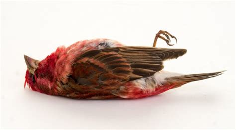 ᐈ Cardinals Birds Stock Photos Royalty Free Cardinal Bird Photos