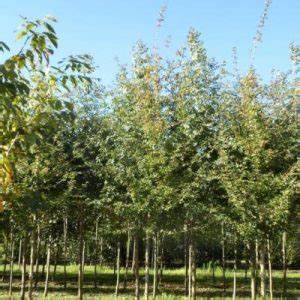 Check spelling or type a new query. Acer campestre 'elsrijk' - Buitengevoel