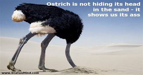 Teach Besides Me Picture Of Ostrich With Head In The Sand