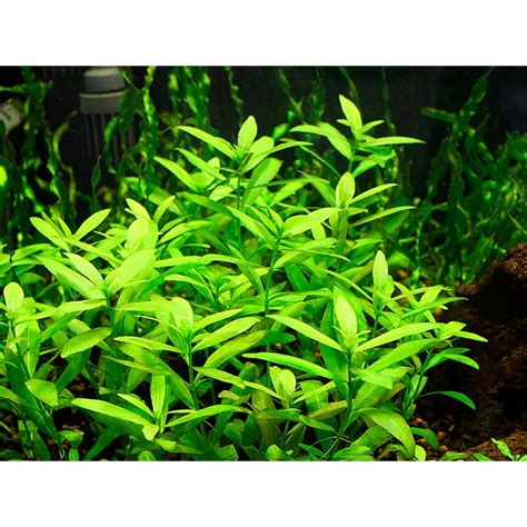 Aquatic Plant Hygrophila Polysperma 10 Stems Submerged Shopee