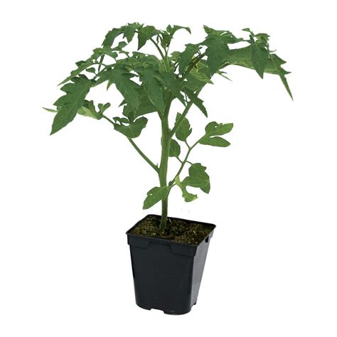 Plant De Tomate Greff E Lemon Boy Hauteur Cm En Pot De L