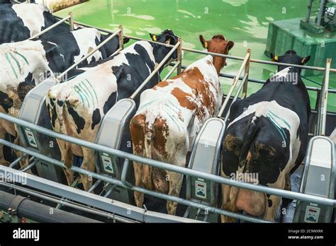 Cows On Round Rotary Machine For Milking In Dairy Farm Industrial Milk