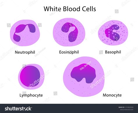 Types White Blood Cells Neutrophil Eosinophil のベクター画像素材（ロイヤリティフリー