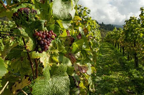 Cómo Conseguir Una Carrera En El Vino Superando El Examen Wset Nivel 2