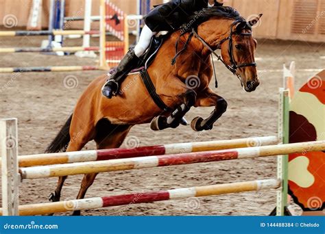 Equestrian On Horse Jumping Obstacle Stock Photo Image Of Equestrian