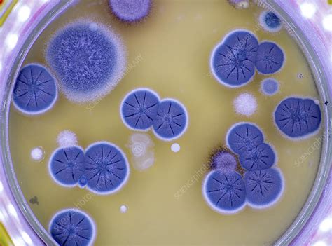 Fungal Colonies On Agar Plate Stock Image F0302877 Science Photo