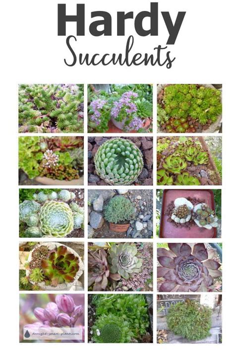 Hardy Succulents Tough And Reliable In Cold Winter Climates