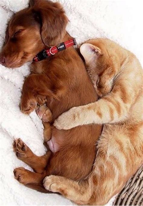 Cuddling Together Raww