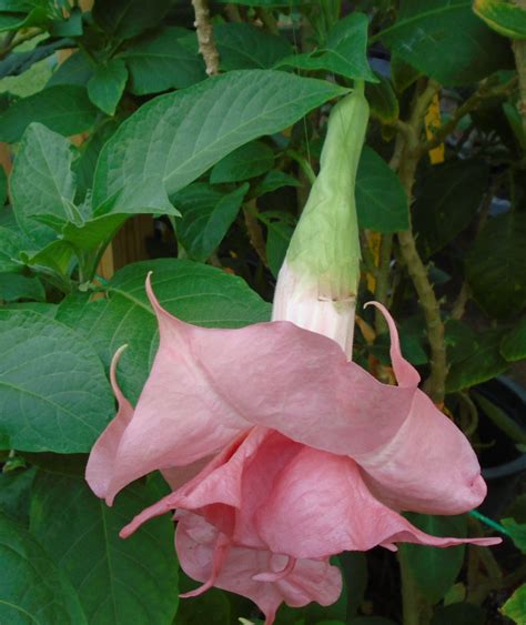Dr Lucy Brugmansia Growers International