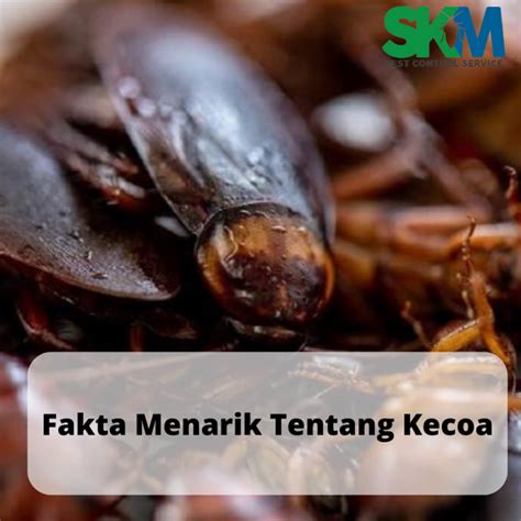 Fakta Menarik Tentang Kecoa Skm Indonesia Pest Control