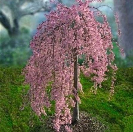 Although most stone fruit trees should be pruned in the winter, prune weeping cherries in the summer after they have flowered to avoid silver leaf. Dwarf Weeping Cherry Tree - Bing images | Weeping cherry ...