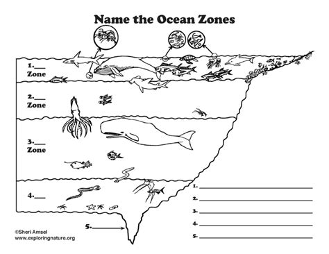 Ocean Zones Cut And Paste Diagram Ellas Wiring