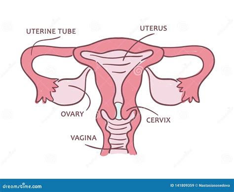 Medical Scheme Of A Female Reproductive System Stock Vector Illustration Of Cervix Body