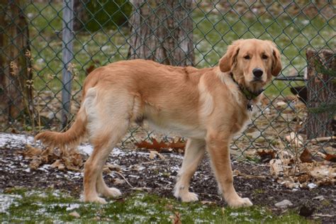 6 Month Old Golden Retriever What To Expect From Canine Adolescence