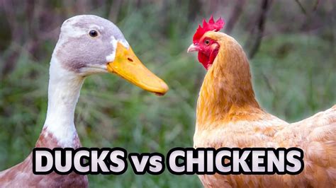 Can Ducks And Chickens Live Together Chicken Farmers Union
