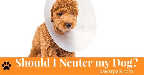 What should i name my dog. Should I Neuter my Dog? - Paws R Pals