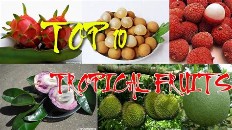 Unique Fruit The Top 10 Exotic Fruits