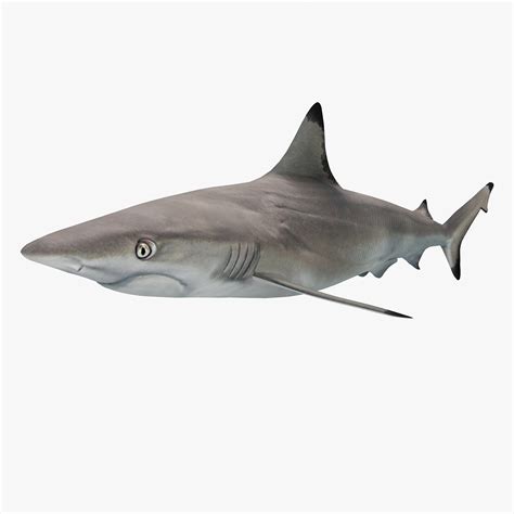 Blacktip Reef Shark 3ds