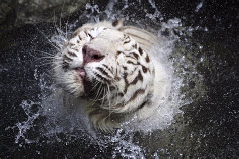 Animales en peligro de extinción el tigre