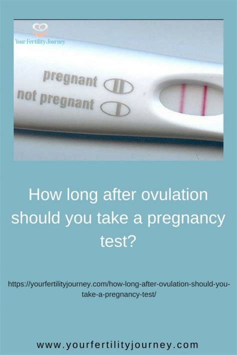 How Long After Ovulation Should You Take A Pregnancy Test