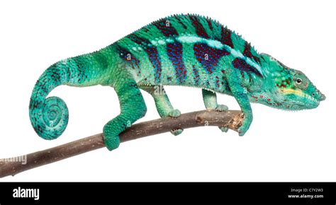 Panther Chameleon Nosy Be Furcifer Pardalis On Branch In Front Of