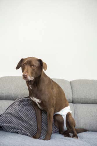 Can Dogs Get Hernias After Being Spayed