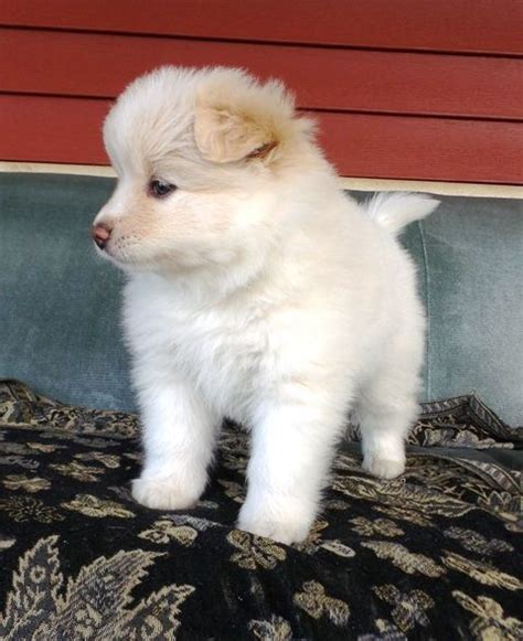 Puppies for sale from dog breeders near las vegas, nevada. Pomsky Puppies For Sale | Las Vegas, NV #253860 | Petzlover