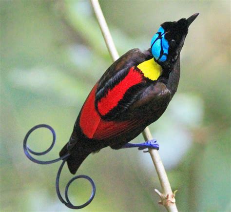 Birds Of Paradise In Raja Ampat Indonesia Luxury Bird Watching Cruises