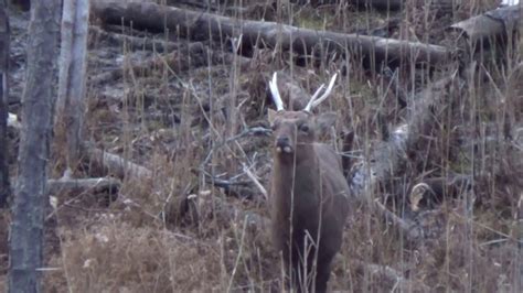 Maryland Sika Deer Buck Close Up Hvy 5pt Youtube
