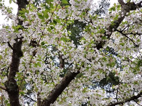 Species Highlight Flowering Cherry For The Love Of Trees Llc For