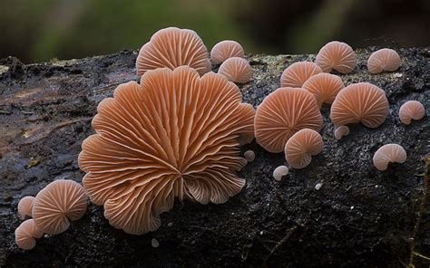 New Wondrous Photos Of The Worlds Beautifully Diverse Fungi