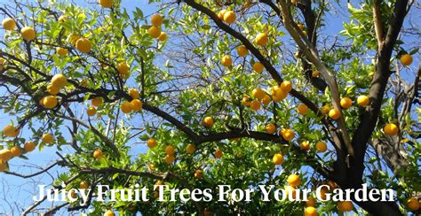 5 Best Fruit Trees To Grow In Your Garden Article On Thursd