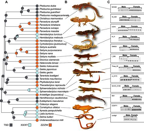 A Evolution Of Sex Determining Systems In Geckos Colored Circles At Download Scientific
