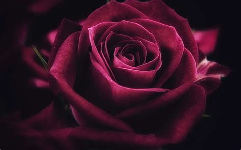 Download Wallpapers Purple Rose 4k Darkness Purple Flowers Close Up