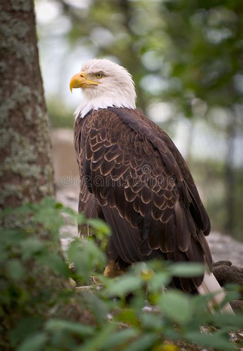 American Bald Eagle Nature Bird Wildlife Stock Image Image Of Animal
