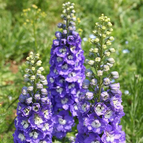 Maybe you would like to learn more about one of these? Delphinium Pacific Giant Flower Seeds - Blue Bird 1000 ...