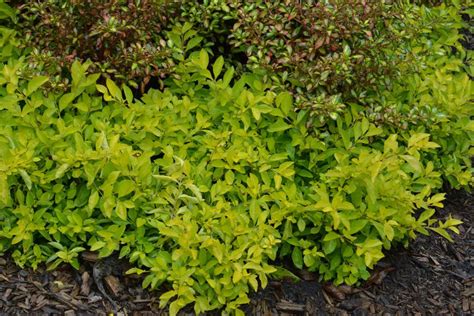 Check spelling or type a new query. Duranta erecta 'Cuban Gold' - Deco-Style