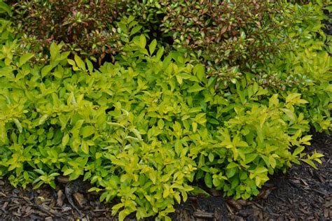 Check spelling or type a new query. Duranta erecta 'Cuban Gold' - Deco-Style