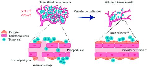 Vascular Destabilization And Normalization In The Tumor Download