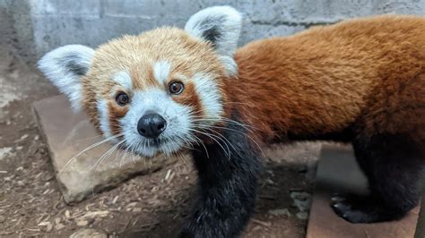 Birmingham Zoo Welcomes Himalayan Red Panda ‘kodo