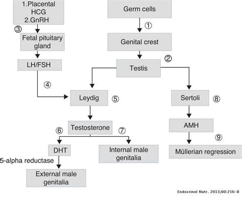 Complete Androgen Insensitivity Syndrome With Persistent Müllerian